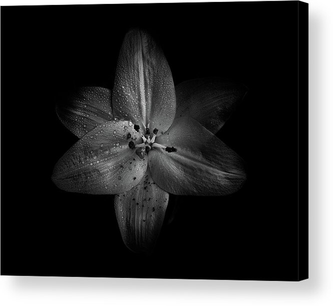 Brian Carson Acrylic Print featuring the photograph Backyard Flowers In Black And White 28 by Brian Carson