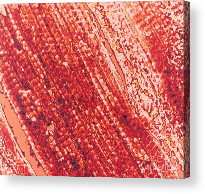 Cooked Meat Acrylic Print featuring the photograph Baked Chicken, Sem by Scimat