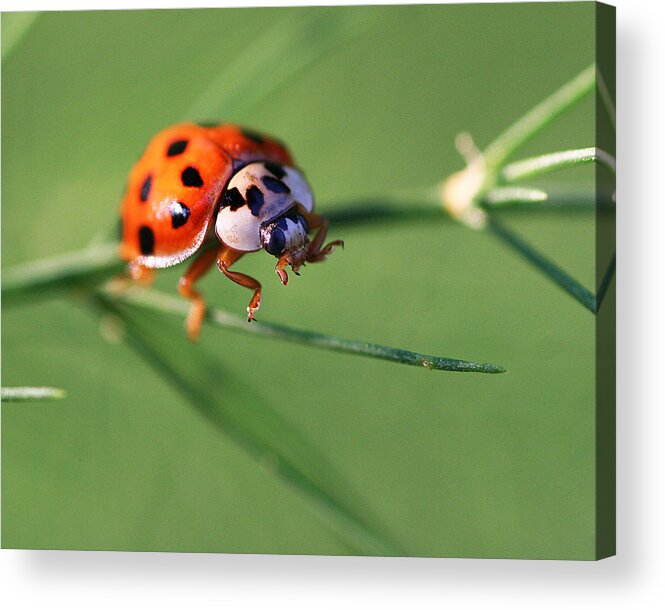Ladybug Insect Bug Acrylic Print featuring the photograph Balancing Act by William Selander