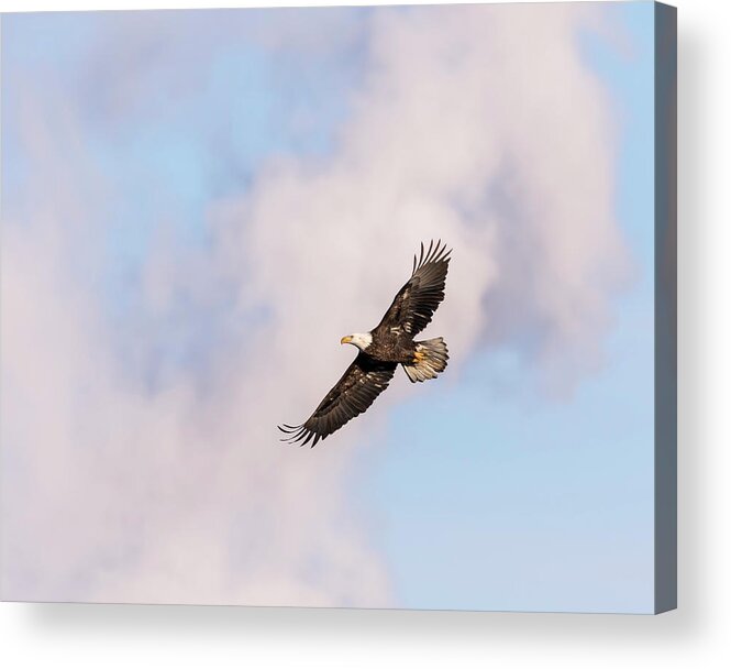 American Bald Eagle Acrylic Print featuring the photograph Bald Eagle 2017-5 by Thomas Young