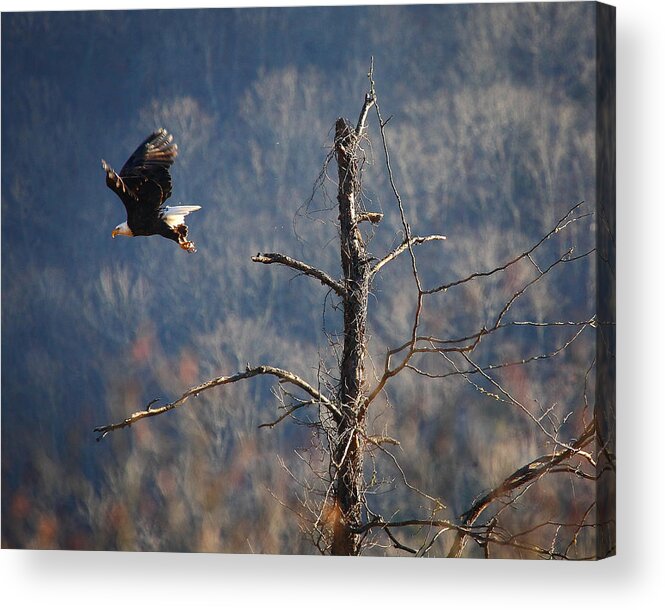 Bald Eagle Acrylic Print featuring the photograph Bald Eagle at Boxley Mill Pond by Michael Dougherty