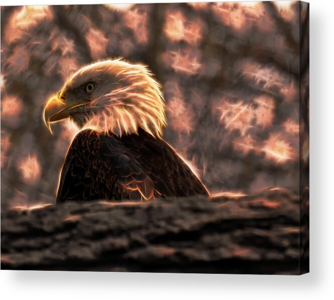 Bald Eagle Acrylic Print featuring the digital art Bald Eagle Electrified by Flees Photos