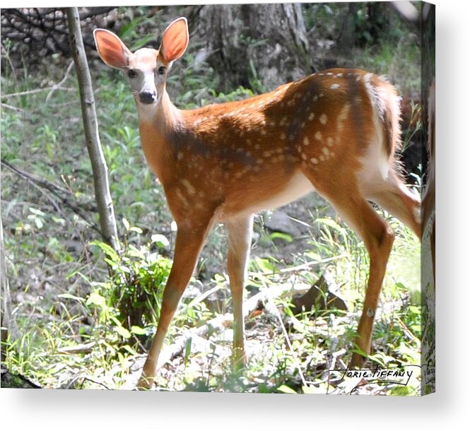 Faunagraphs Acrylic Print featuring the photograph Bambi1 by Torie Tiffany