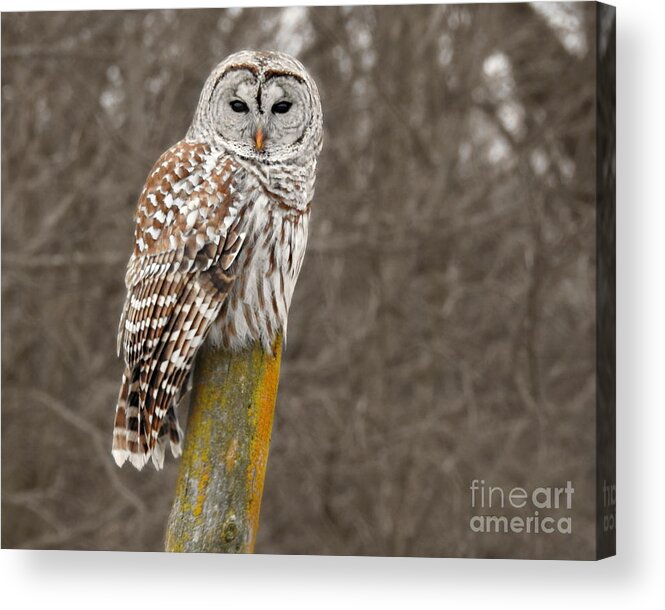 Barred Owl Acrylic Print featuring the photograph Barred Owl by Kathy M Krause