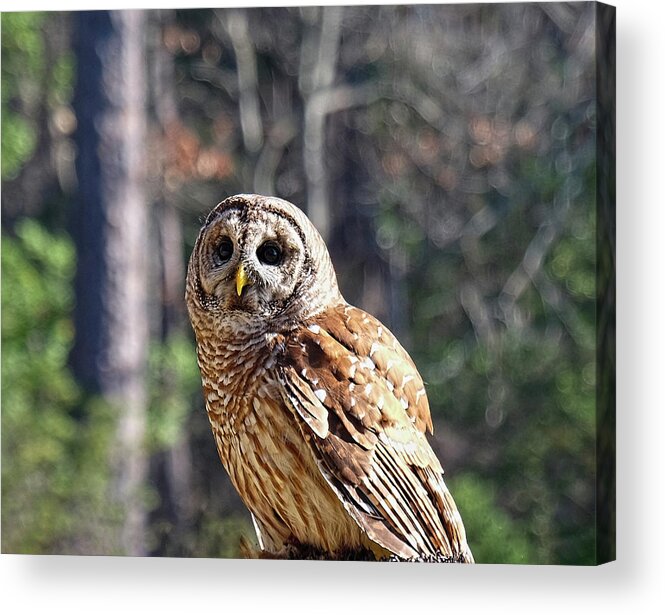 Barred Owl Acrylic Print featuring the photograph Barred Owl portrait by Ronda Ryan