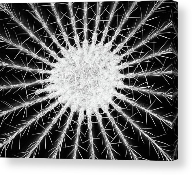 Barrel Acrylic Print featuring the photograph Barrel Cactus No. 6-2 by Sandy Taylor