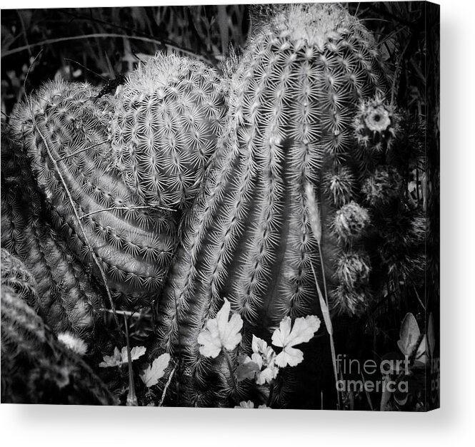 Cactus Acrylic Print featuring the photograph Barrel Cactus by Toma Caul