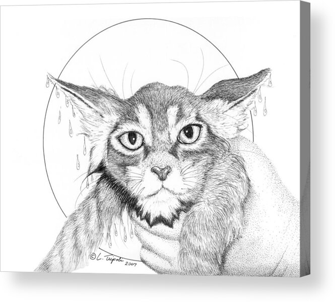 Cat Acrylic Print featuring the drawing Bath Time by Lawrence Tripoli