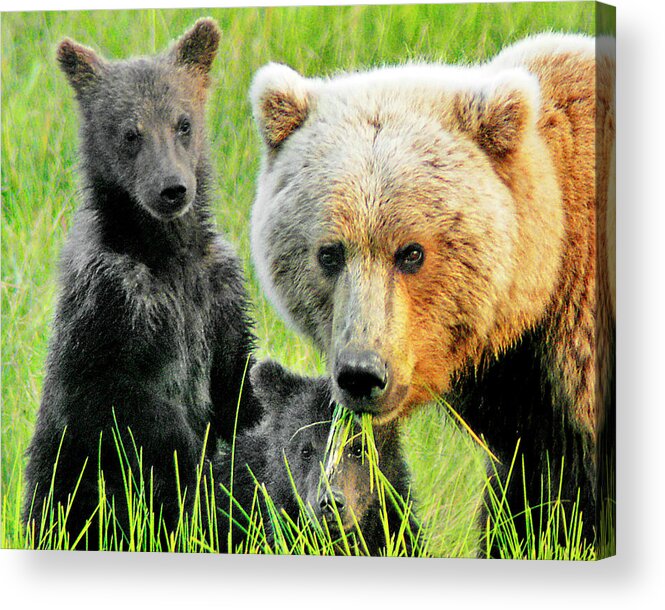 Grizzly Acrylic Print featuring the photograph Bear Family Portraait by Ted Keller