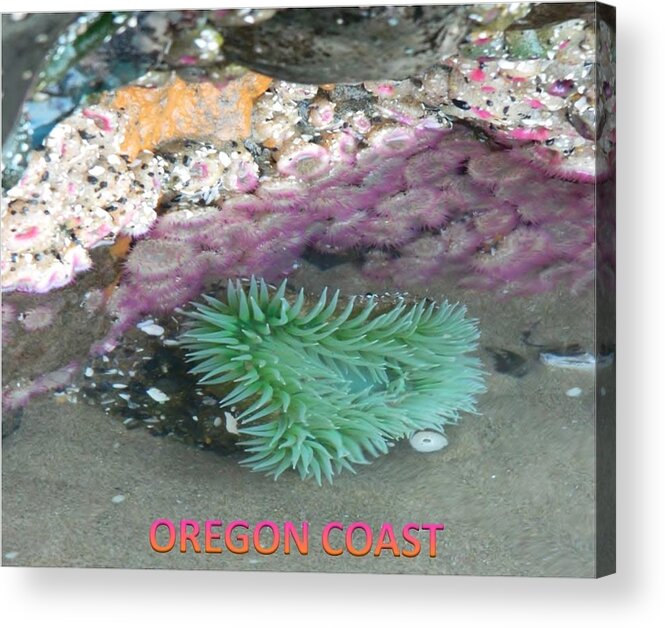 Sea Anemones Acrylic Print featuring the photograph Beautiful Sea Anemones by Gallery Of Hope 