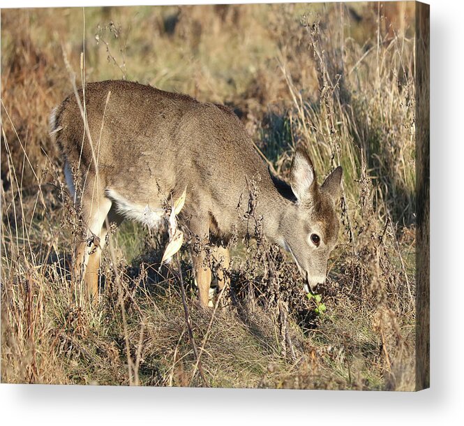 White-tailed Deer Acrylic Print featuring the photograph Beautiful Young Deer by Doris Potter