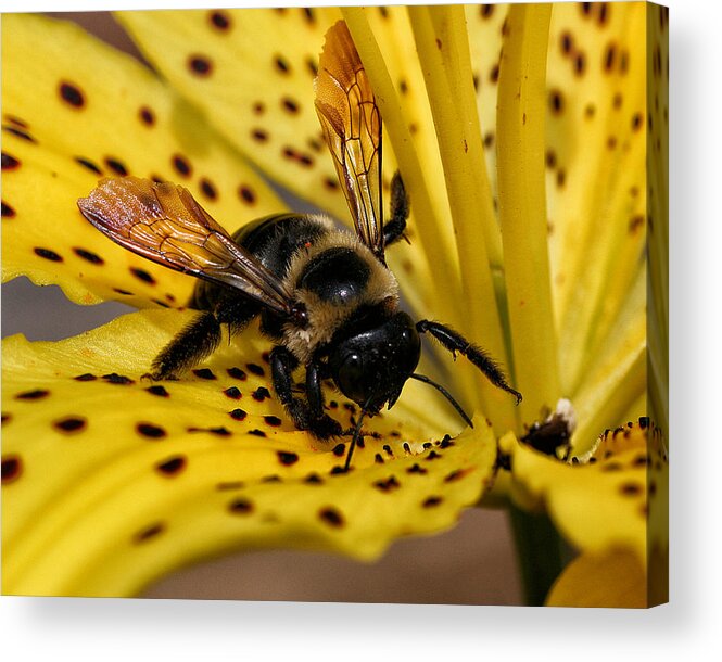 Insect Acrylic Print featuring the photograph Bee on a Lily by William Selander