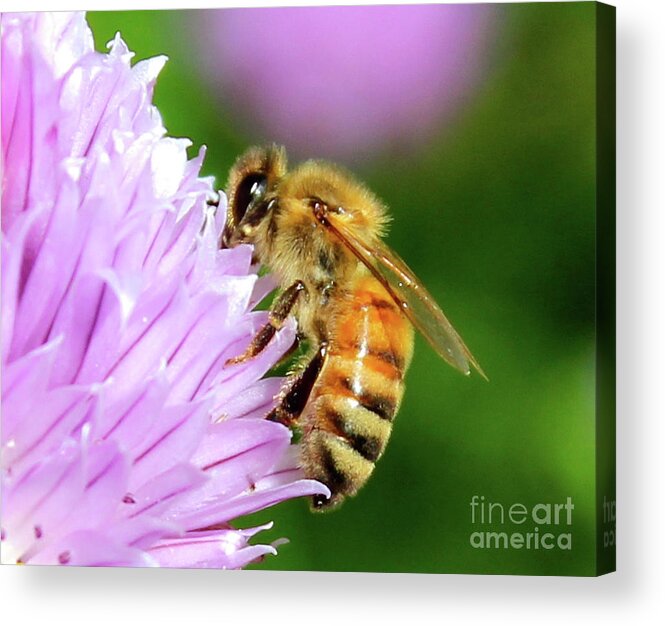 Purple Acrylic Print featuring the photograph Bee on Chive Flower by Ann E Robson