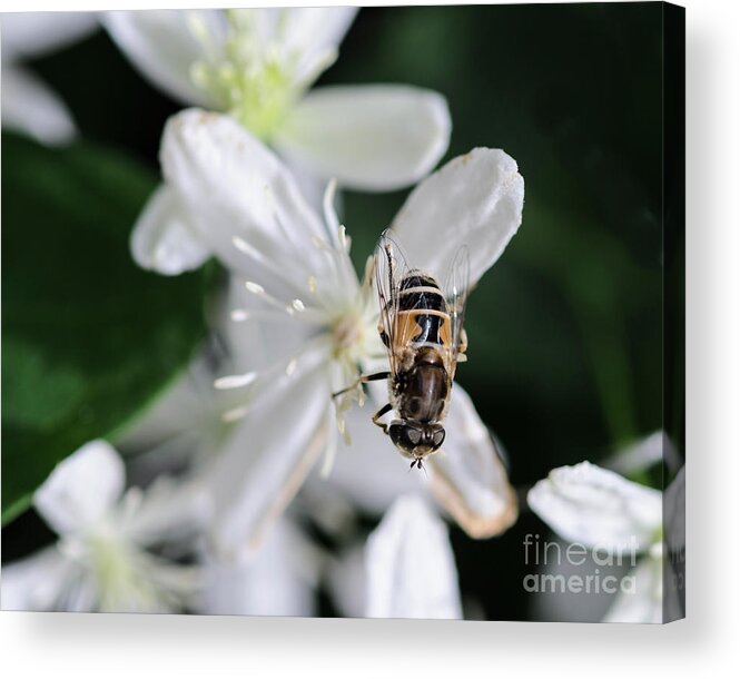 Bee Acrylic Print featuring the photograph Bee on Sweet Autumn Clematis by Tamara Becker