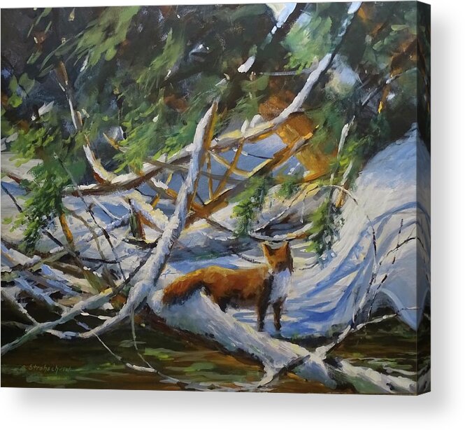 Fox Acrylic Print featuring the painting Beneath the Cedars by Sandra Strohschein