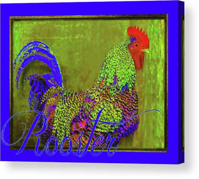 Cobalt Blue Acrylic Print featuring the photograph Bert the Rooster by Amanda Smith