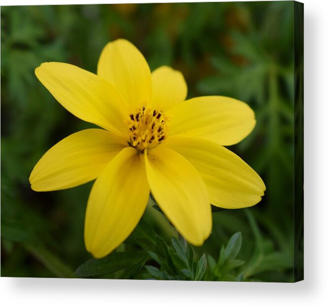 Yellow Acrylic Print featuring the photograph Bidens 'Yellow Charm' by Jimmy Chuck Smith