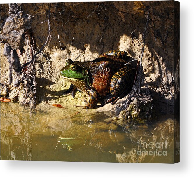 American Bullfrog Acrylic Print featuring the photograph Big Bud by Al Powell Photography USA