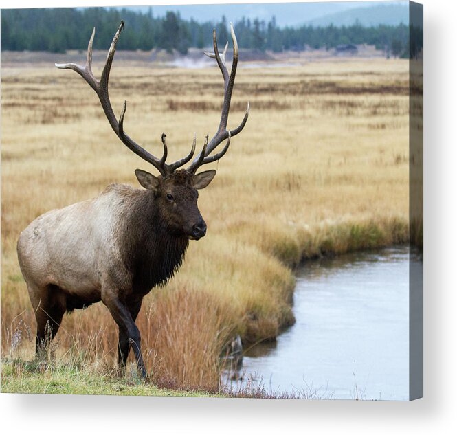 Elk Acrylic Print featuring the photograph Big Bull Elk by Wesley Aston