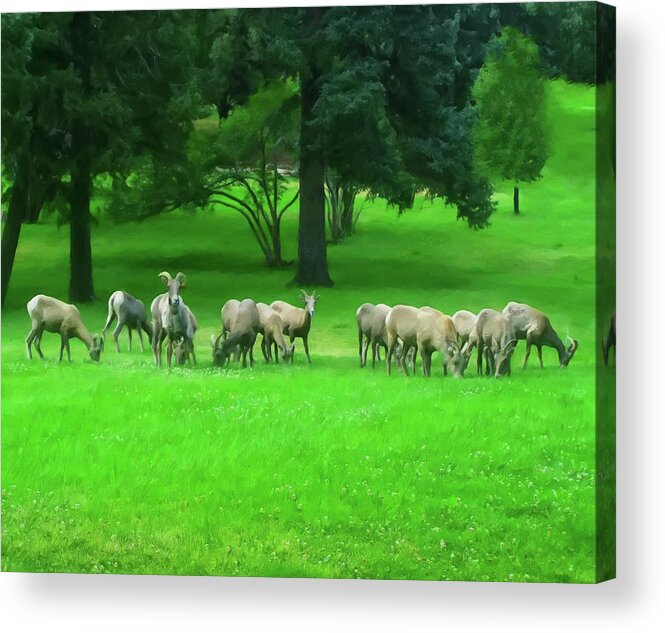 Ovis Canadensis Acrylic Print featuring the painting Bighorn Sheep Ewes by Flees Photos
