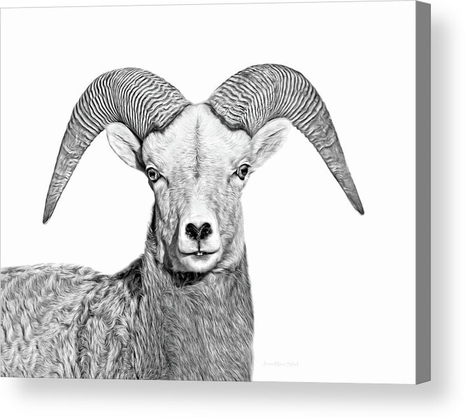 Bighorn Sheep Acrylic Print featuring the photograph Bighorn Sheep Ram Black and White by Jennie Marie Schell