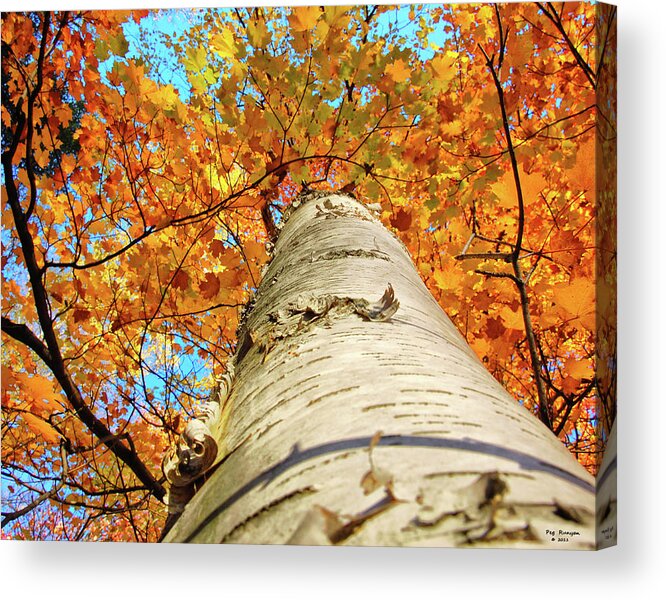 Birch Tree In Fall Acrylic Print featuring the photograph Birch Beauty by Peg Runyan