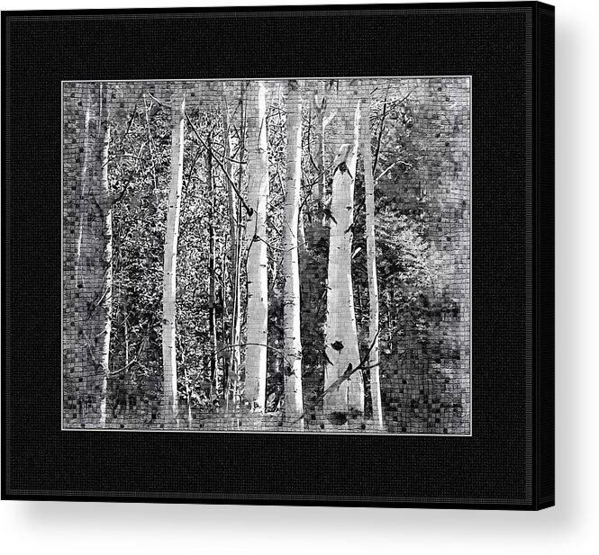 Birch Trees Acrylic Print featuring the photograph Birch Trees by Susan Kinney