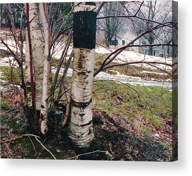 Nyoda Girls Camp Acrylic Print featuring the digital art Birch Trees with House, Winter at Camp Nyoda 1988 by Kathy Anselmo