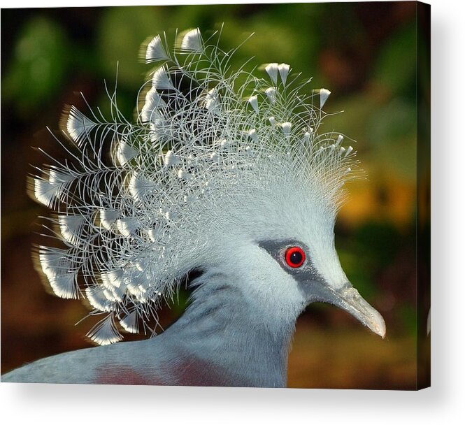 Crowned Pigeon Acrylic Print featuring the photograph Bird in Motion by Shannon Kunkle