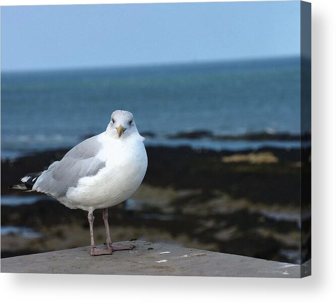 Seagulls Acrylic Print featuring the photograph Bird on a Beach by Coke Mattingly