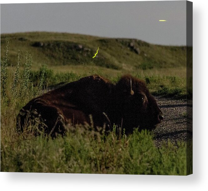Kansas Acrylic Print featuring the photograph Bison by moonlight 03 by Rob Graham