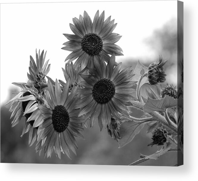 Flower Acrylic Print featuring the photograph Black and White Sunflowers by Amy Fose