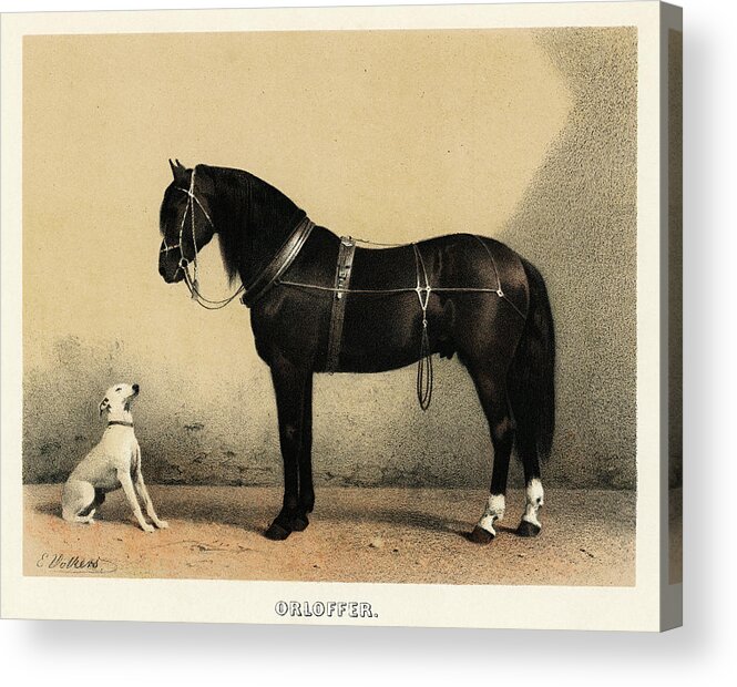 Animal Acrylic Print featuring the painting Black horse and a white dog by Vincent Monozlay