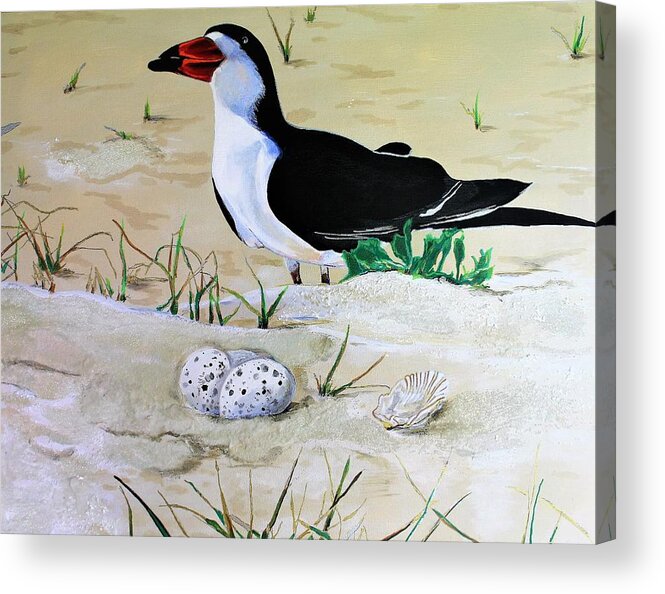 Black Skimmer Acrylic Print featuring the painting Black Skimmer by John Duplantis