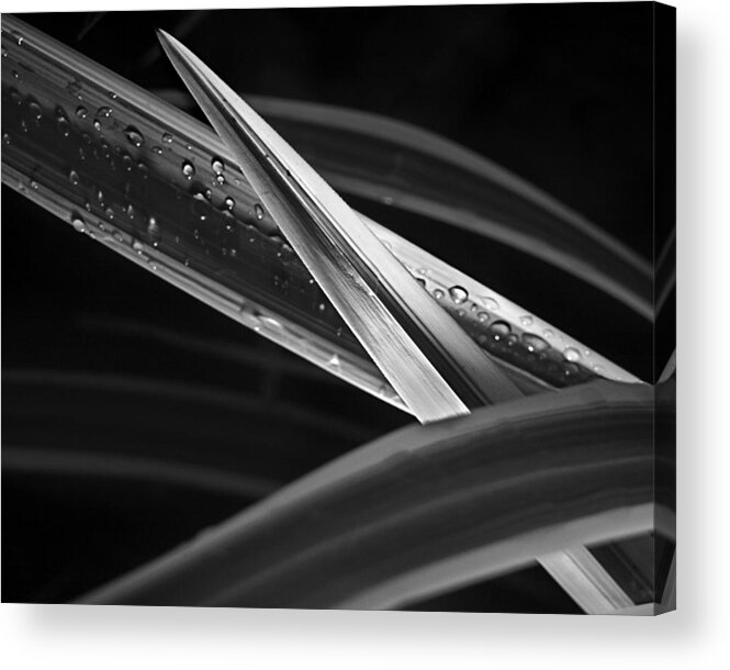 Plant Acrylic Print featuring the photograph Blades by Laurie Hasan