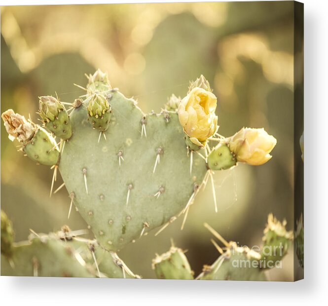 America Acrylic Print featuring the photograph Blooming Prickly Pear Cactus by Juli Scalzi