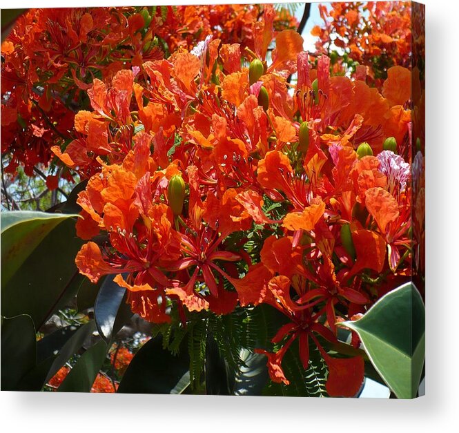 Nature Acrylic Print featuring the photograph Blossoms In Orange by Florene Welebny