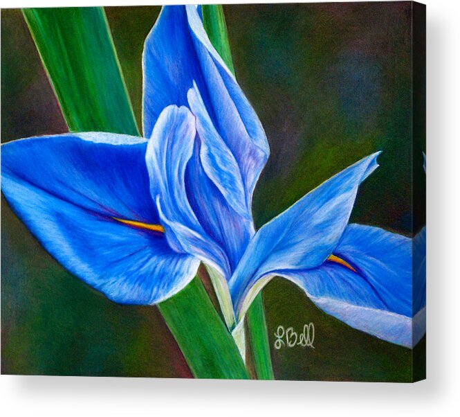 Iris Acrylic Print featuring the painting Blue Iris by Laura Bell