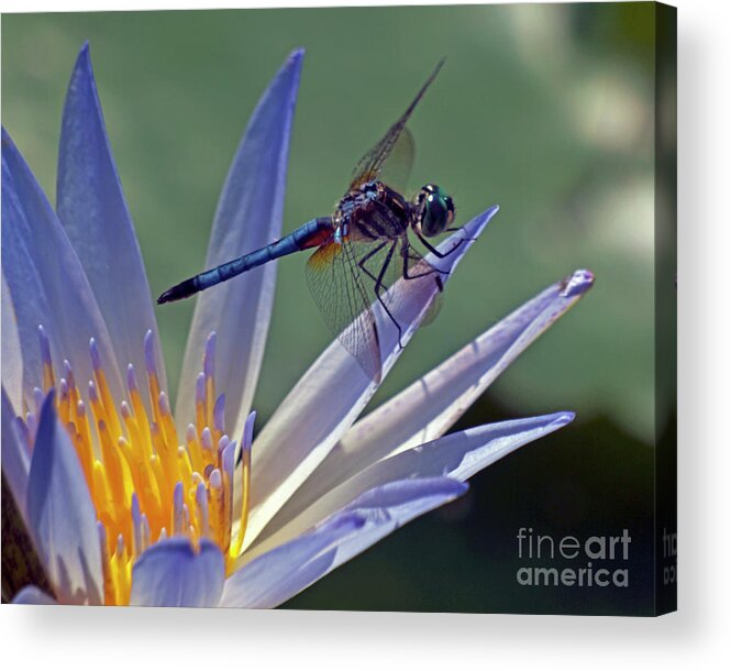 Park Acrylic Print featuring the photograph Blue on Blue by Ken Frischkorn