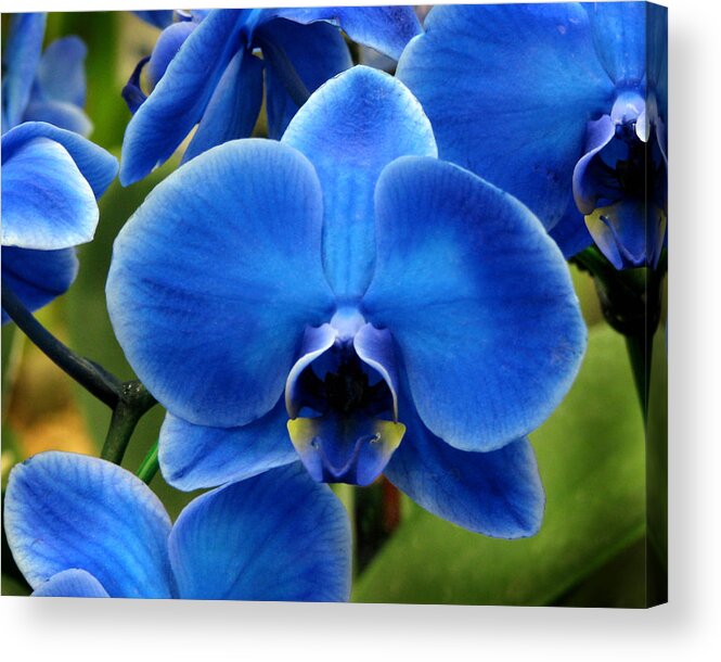 Nature Acrylic Print featuring the photograph Blue Orchid by Peggy Urban