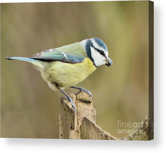  Acrylic Print featuring the photograph Blue Tit by Stephen Melia