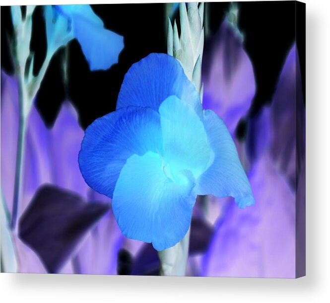 Floral Acrylic Print featuring the photograph Blurple Field by James Granberry