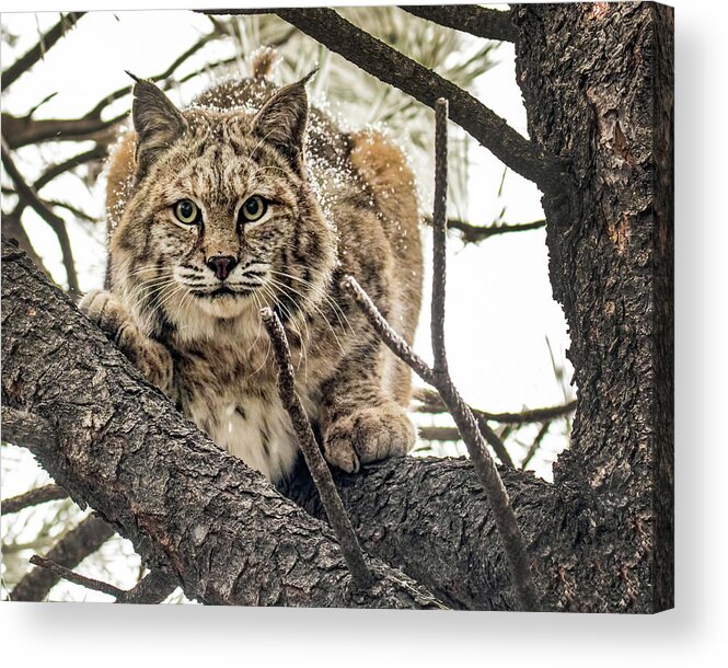 Categories Acrylic Print featuring the photograph Bobcat in Winter by Dawn Key