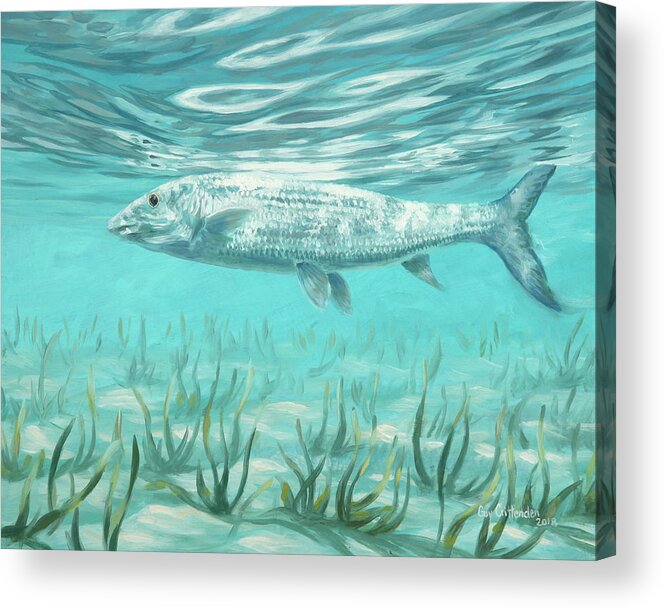 Bone Fish Acrylic Print featuring the painting Bone Fish Study One by Guy Crittenden