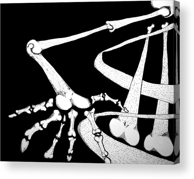 Ink Acrylic Print featuring the drawing Bones by John Bainter