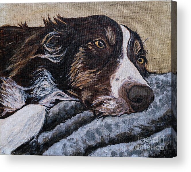 Border Collie Acrylic Print featuring the painting Border Collie Blues by Jackie MacNair