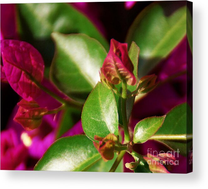 Bougainvillea Acrylic Print featuring the photograph Bougainvillea by Linda Shafer