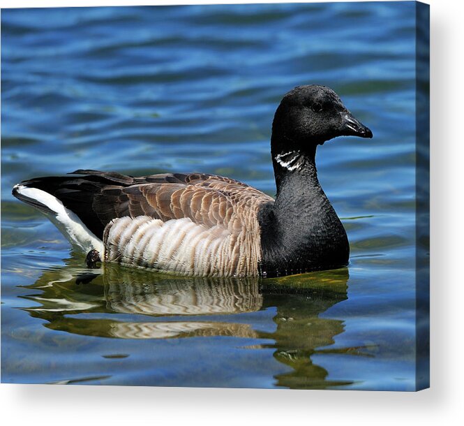 Brant Acrylic Print featuring the photograph Brant by Tony Beck