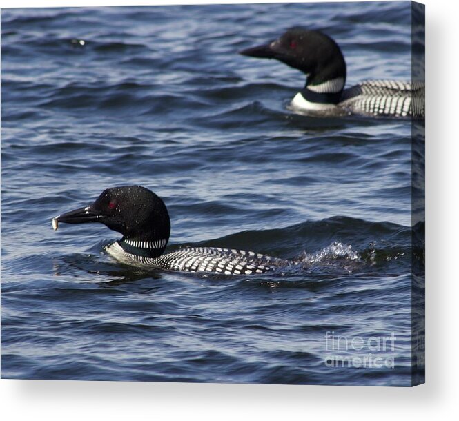Loons Acrylic Print featuring the photograph Bringing Home Dinner by Alice Mainville