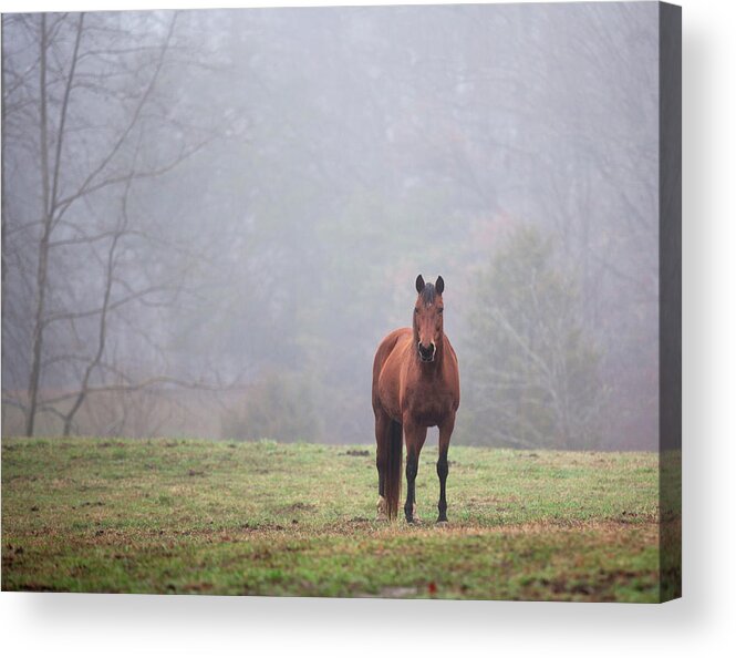 Brown Acrylic Print featuring the photograph Brown horse in Virginia Fog by Jack Nevitt